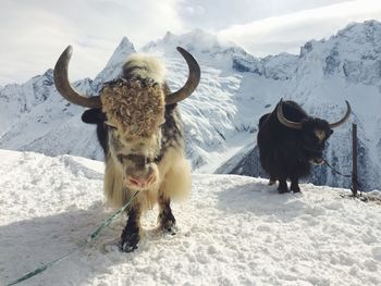 Yaks standing on landscape during winter