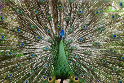 Close-up of peacock