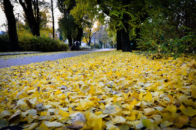 Autumn leaves in park