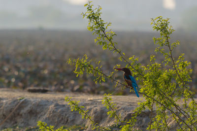 Bird perching 