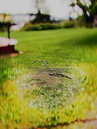 Close-up of plant in a field