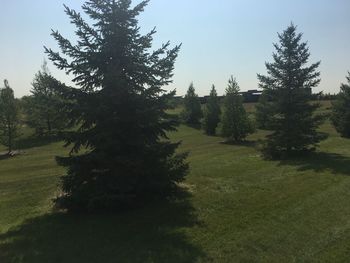 Trees growing on field against sky