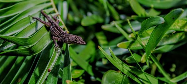 Close-up of lizard on leaf