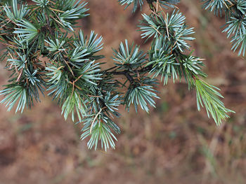 Close-up of pine tree branch