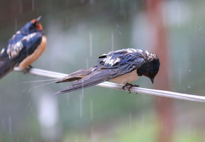 Close-up of birds perching on a bird feeder