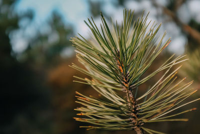 Close-up of plant against blurred background