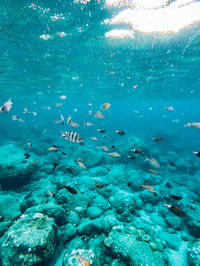 Fish swimming in sea