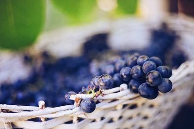 Close-up of grapes in basket at farm