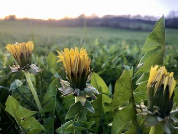 Close-up of yellow flowering plant on field