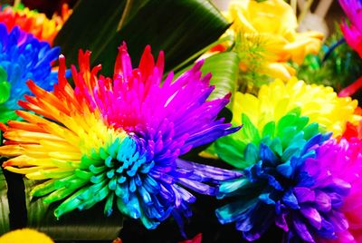 Close-up of multi colored pink flower