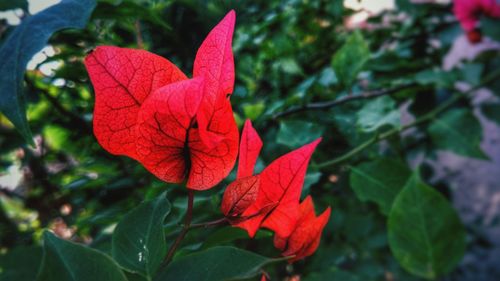 Close-up of red maple leaves on plant