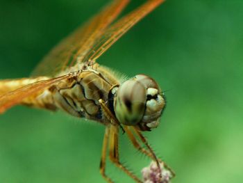 Close-up of insect on leaf