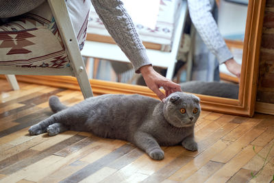 Cat relaxing on floor at home