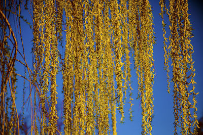 Low angle view of trees against blue sky