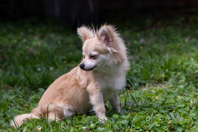 Sitting pomeranian chihuahua mix in a green yard in florida.