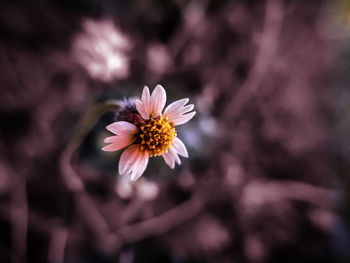 Close-up of purple flowering plant