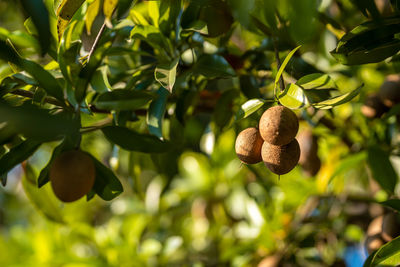 Close-up of fruits growing on tree