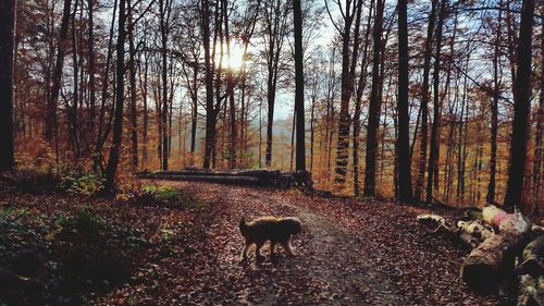 Dog in forest