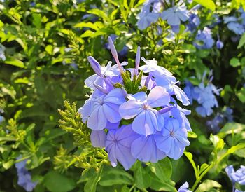 Close-up of purple flowering plants