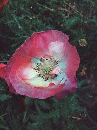 Close-up of red flower