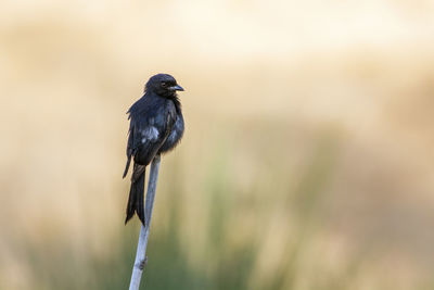 Close-up of bird perching on plant