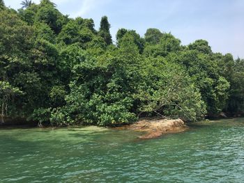 Scenic view of river against trees in forest