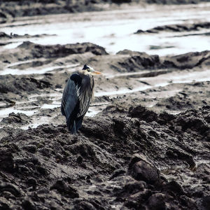 View of bird perching on rock