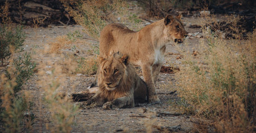 View of a lion