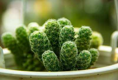 Close up of cactus in the vase with blurred green background. cactus thorns macro