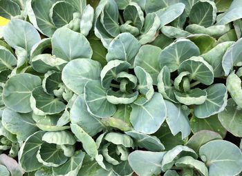 Full frame shot of fresh green plants