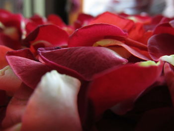 Close-up of red roses