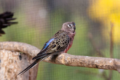 Close-up of bird perching on branch