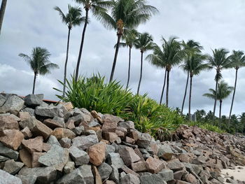 Scenic view of palm trees by rocks against sky