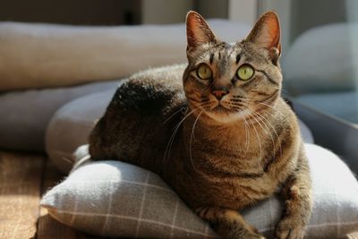 Portrait of a cat sitting on sofa