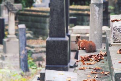 View of a squirrel