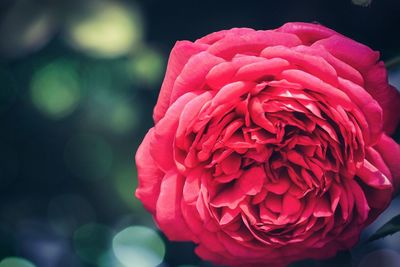 Close-up of pink rose