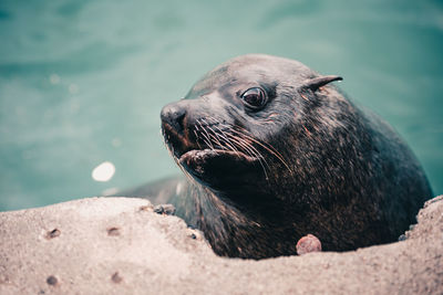 Close-up of sea lion