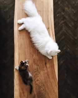 High angle view of cats on wooden floor