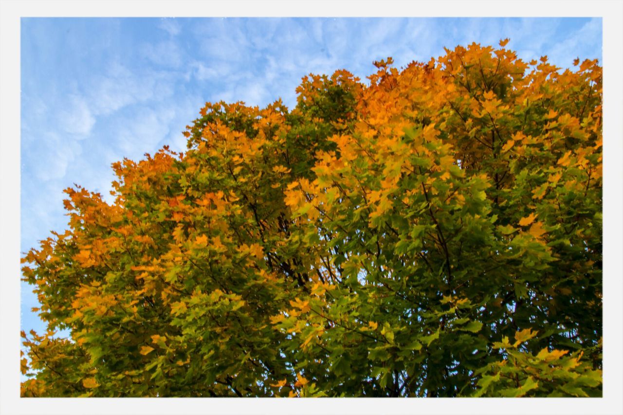 transfer print, tree, auto post production filter, growth, autumn, sky, low angle view, yellow, change, beauty in nature, nature, season, tranquility, branch, orange color, day, leaf, lush foliage, outdoors, cloud - sky