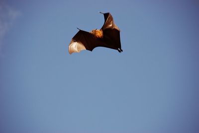 Low angle view of bat flying against blue sky