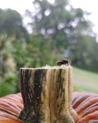 Close-up of insect on wooden post