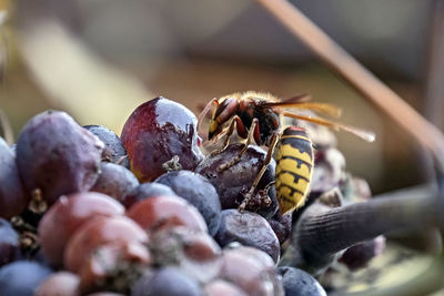 Close-up of bee