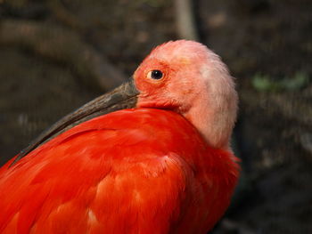 Close-up of a bird