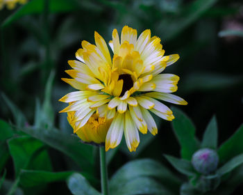 Close-up of yellow flower