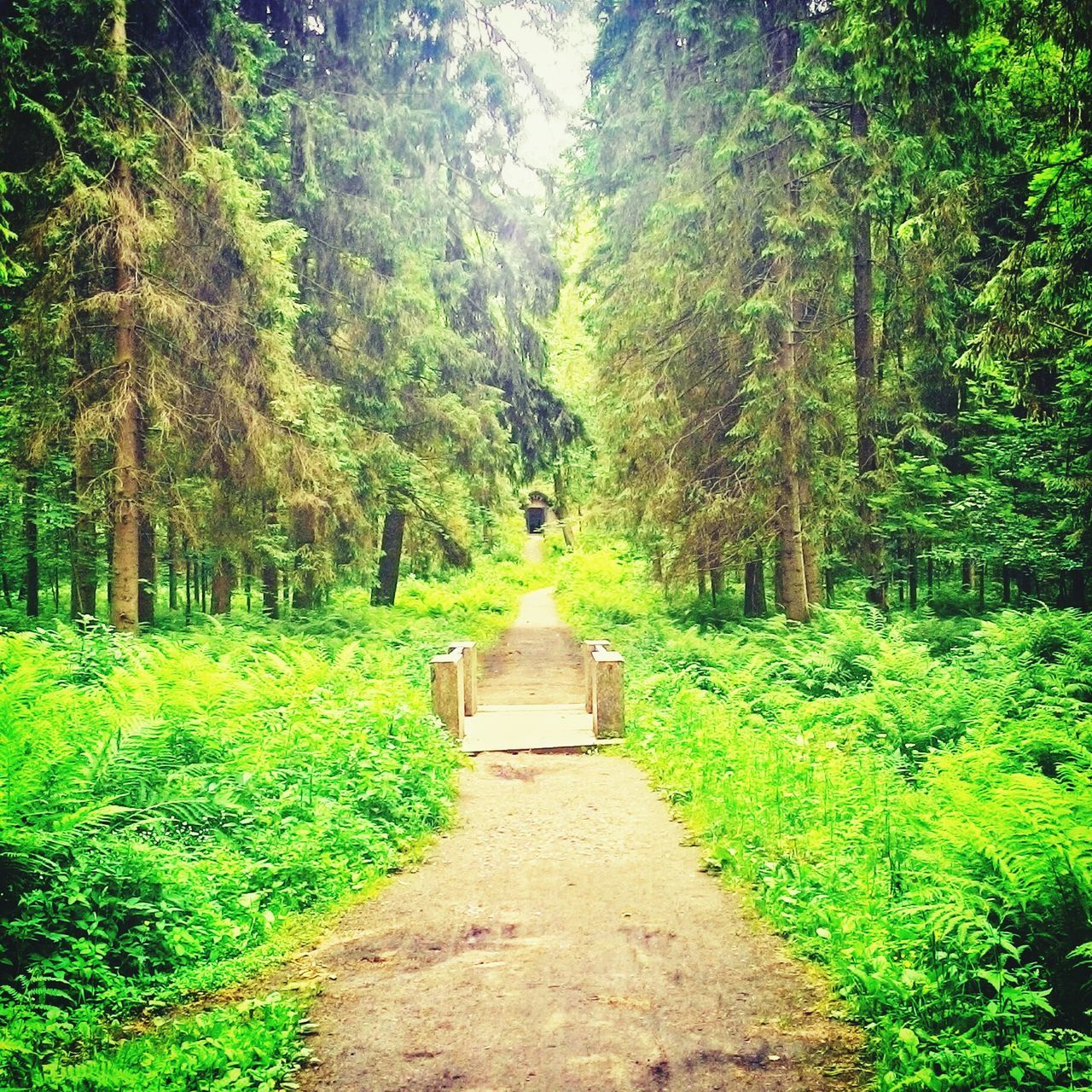 the way forward, tree, green color, diminishing perspective, growth, tranquility, footpath, vanishing point, tranquil scene, grass, pathway, nature, narrow, dirt road, walkway, beauty in nature, forest, plant, lush foliage, green