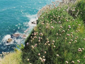 High angle view of flowering plants by sea