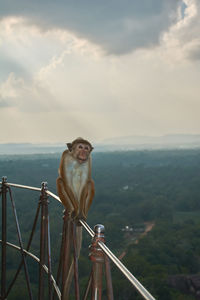 Monkey on railing against sky