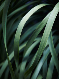 Close-up of fresh green plant