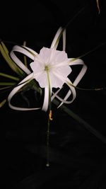 Close-up of flower against black background