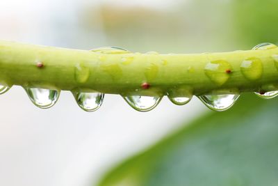 Close-up of water drop on leaf